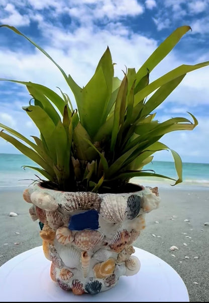 Seashell Planter