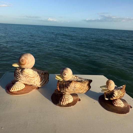 Shell Duck