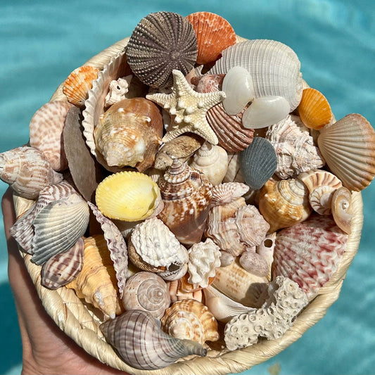 Handpicked Seashell Basket