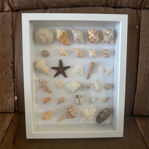 Seashell Collection Frame