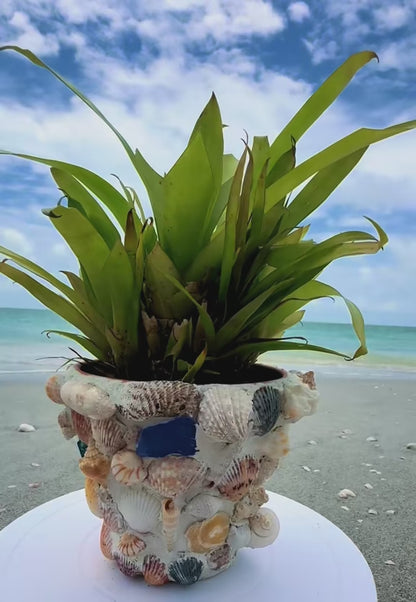 Seashell Planter